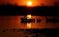 White pelicans - Hwange