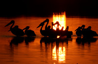 White pelicans - Hwange