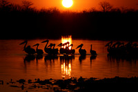 White pelicans - Hwange