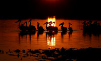 White pelicans - Hwange