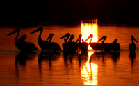 White pelicans - Hwange