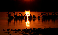 White pelicans - Hwange