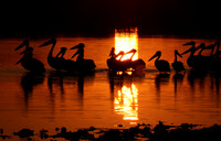 White pelicans - Hwange