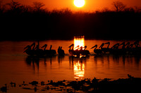 White pelicans - Hwange