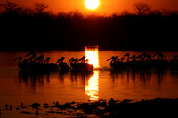 White pelicans - Hwange