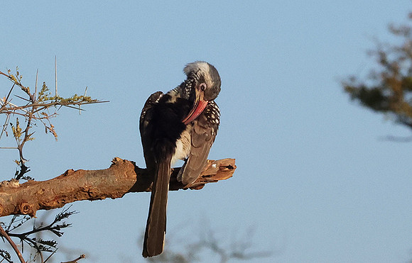 Red-billed hornbill - Hwange
