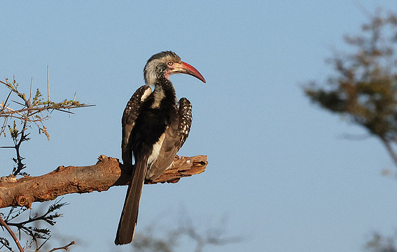 Red-billed hornbill - Hwange