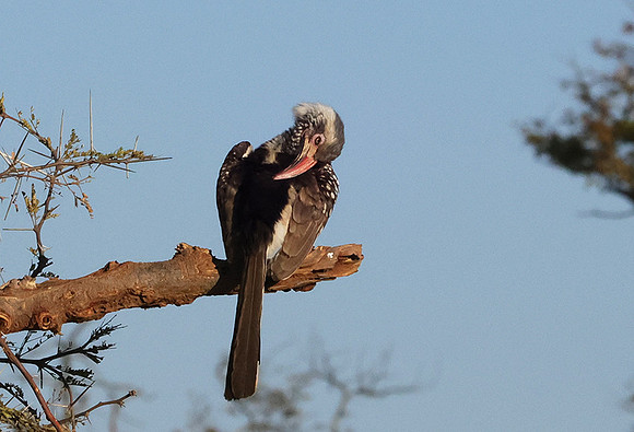 Red-billed hornbill - Hwange