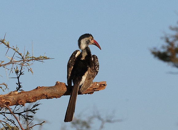 Red-billed hornbill - Hwange
