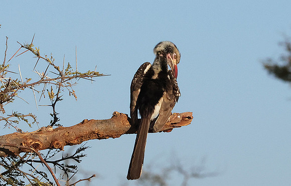 Red-billed hornbill - Hwange