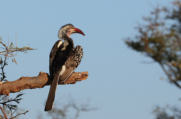 Red-billed hornbill - Hwange