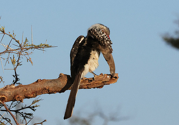Red-billed hornbill - Hwange