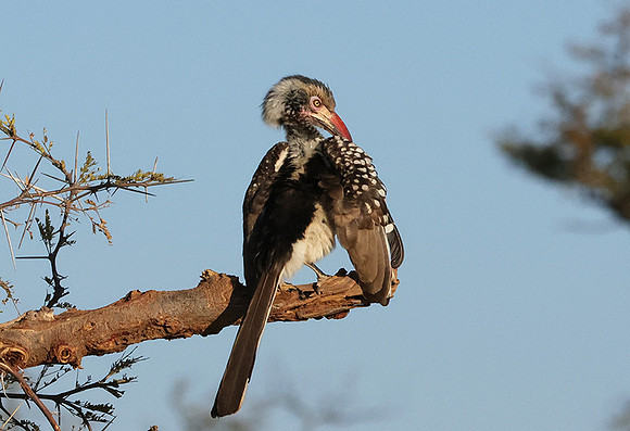 Red-billed hornbill - Hwange