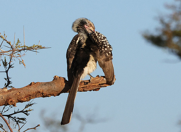 Red-billed hornbill - Hwange