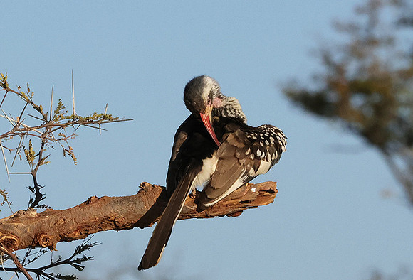 Red-billed hornbill - Hwange