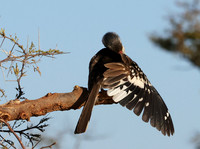 Red-billed hornbill - Hwange