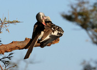 Red-billed hornbill - Hwange