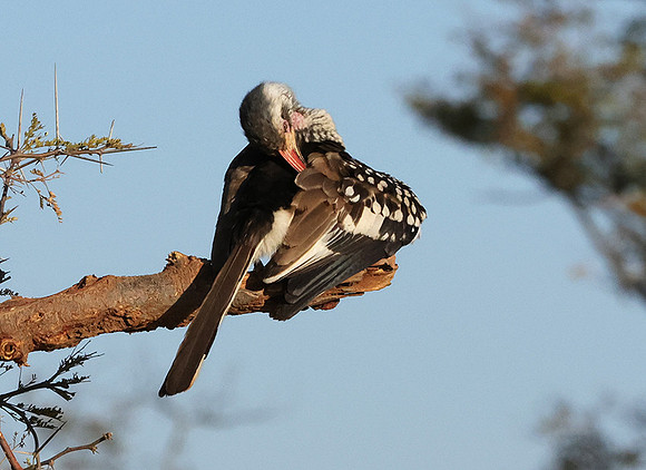 Red-billed hornbill - Hwange