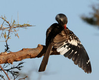 Red-billed hornbill - Hwange