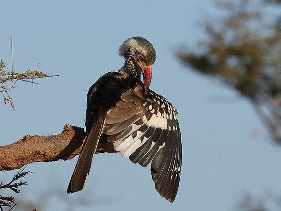 Red-billed hornbill - Hwange
