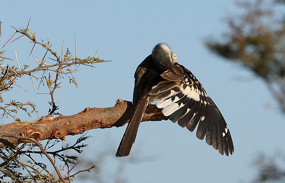 Red-billed hornbill - Hwange