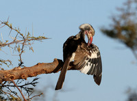 Red-billed hornbill - Hwange