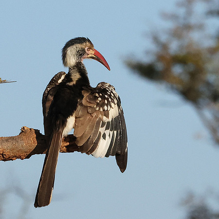 Red-billed hornbill - Hwange