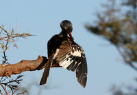 Red-billed hornbill - Hwange