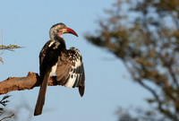 Red-billed hornbill - Hwange