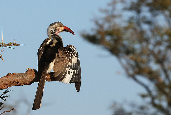 Red-billed hornbill - Hwange