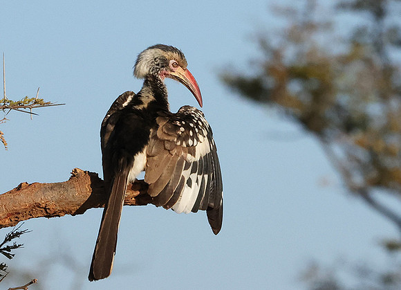 Red-billed hornbill - Hwange