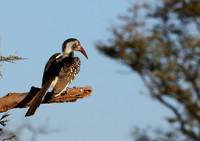 Red-billed hornbill - Hwange
