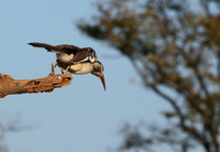 Red-billed hornbill - Hwange