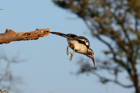 Red-billed hornbill - Hwange