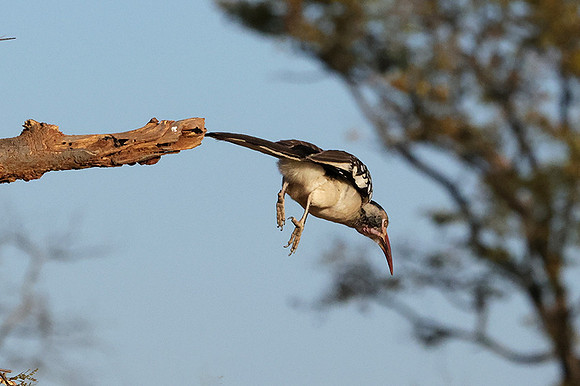 Red-billed hornbill - Hwange