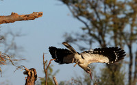 Red-billed hornbill - Hwange