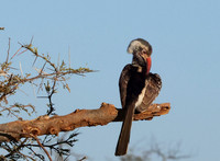 Red-billed hornbill - Hwange