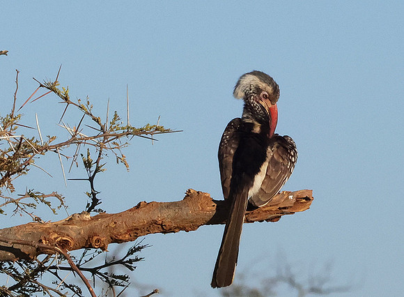 Red-billed hornbill - Hwange