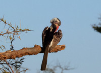 Red-billed hornbill - Hwange