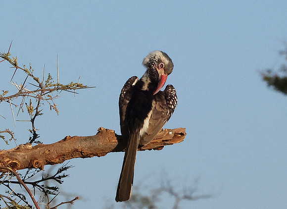 Red-billed hornbill - Hwange