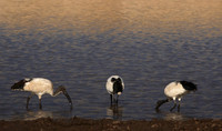 Saced ibis - Hwange