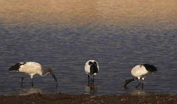 Saced ibis - Hwange