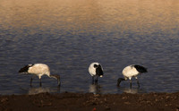 Saced ibis - Hwange