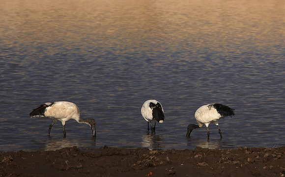 Saced ibis - Hwange