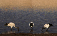 Saced ibis - Hwange