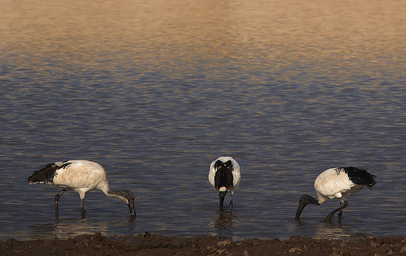 Saced ibis - Hwange