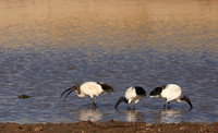 Saced ibis - Hwange