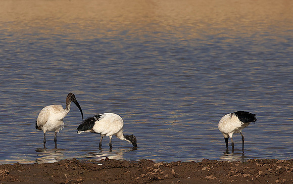 Saced ibis - Hwange