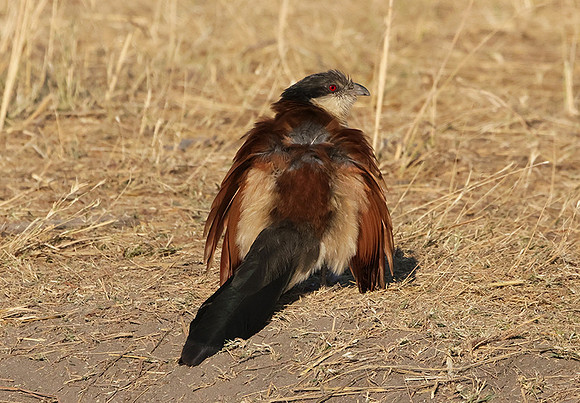 Senegal coucal - Hwange