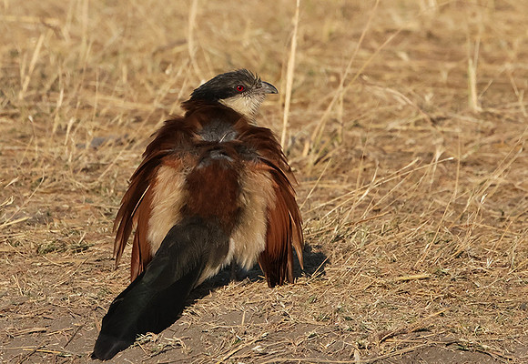 Senegal coucal - Hwange